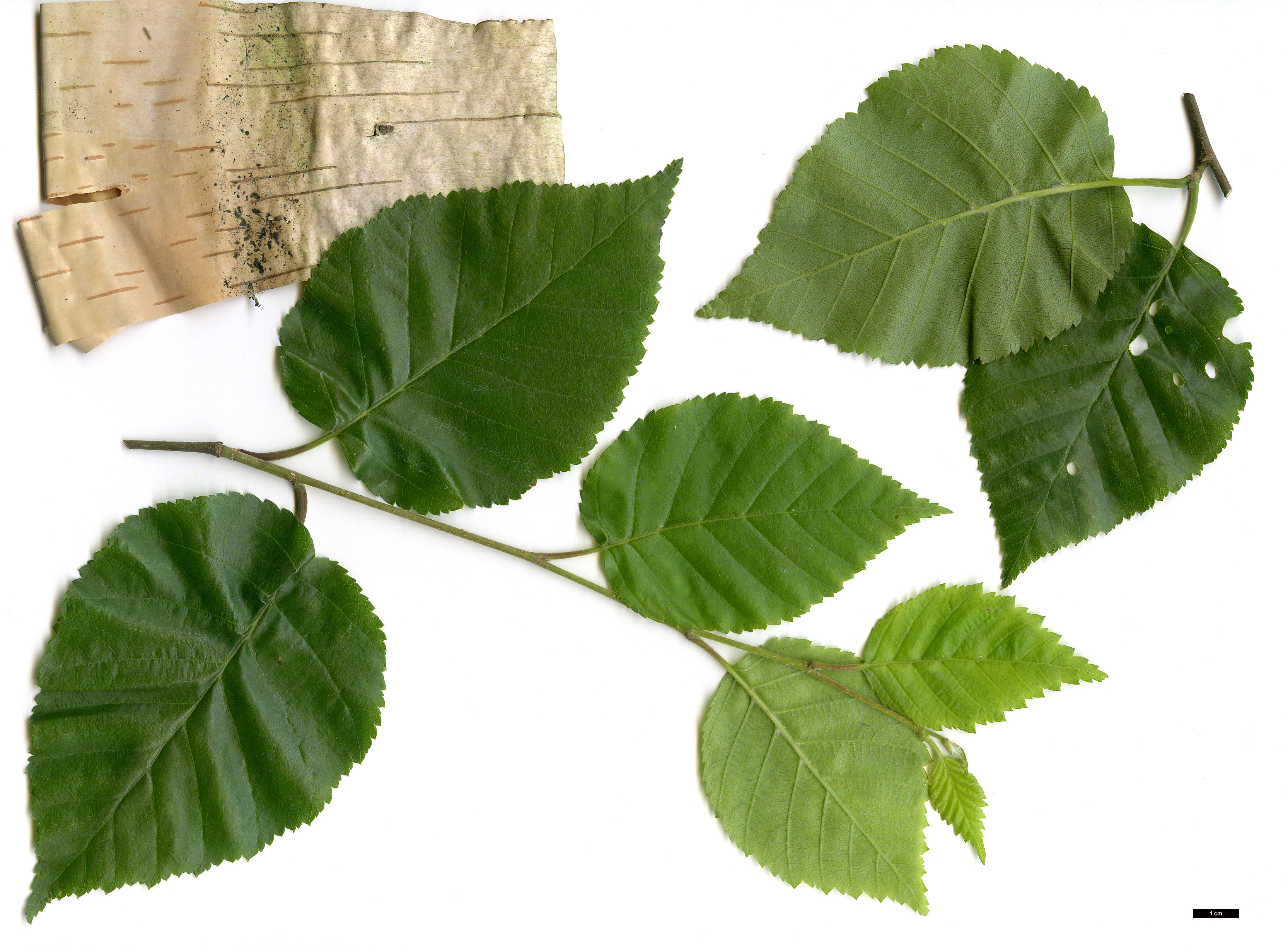 High resolution image: Family: Betulaceae - Genus: Betula - Taxon: utilis - SpeciesSub: subsp. jacquemontii
